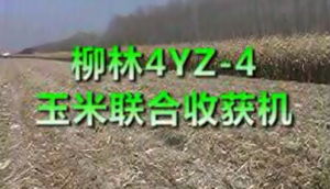柳林4YZ-4玉米联合收获机作业视频