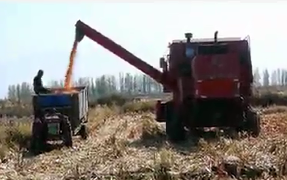 新疆牧神4YZT-7自走式玉米籽粒机收获机作业视频