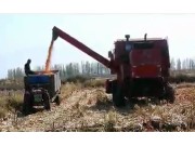 新疆牧神4YZT-7自走式玉米籽粒机收获机作业视频