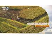 《我爱发明》巴掌田里显身手