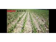德邦大为免耕播种机中国科学院梨树研发基地连续16年秸秆还田地块